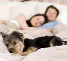 कुत्ते को अपने बिस्तर में सोने से रोकने के लिए कैसे सिखाया जाए