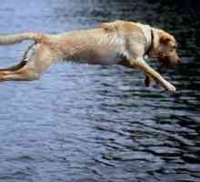 एक कुत्ते को तैरने के लिए कैसे सिखाओ