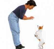 एक कुत्ते को दो पैरों पर खड़े होने के लिए कैसे प्रशिक्षित करें