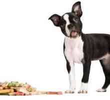 ओवन में सूखे सब्जियों के साथ प्राकृतिक कुत्तों के लिए व्यवहार कैसे करें