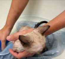 अपनी बिल्ली को कैसे स्नान करें