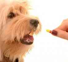 अपने कुत्ते को दवा कैप्सूल कैसे लें
