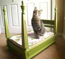 अपनी प्यारी बिल्ली के लिए एक लक्जरी बिस्तर कैसे बनाएं