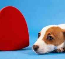 घर पर कुत्ते की दिल की समस्याओं को कैसे पहचानें