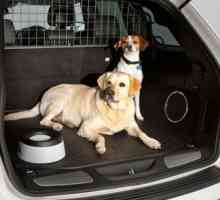 एक कार में कुत्ते के साथ सुरक्षित और आराम से यात्रा कैसे करें
