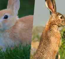 खरगोश और खरगोश के बीच मतभेद