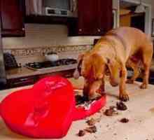 कुत्ते पर चॉकलेट के प्रभाव