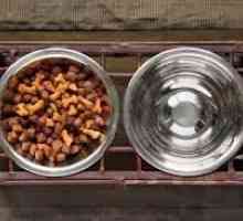 कुत्ते के लिए पानी और भोजन: वे आपके स्वास्थ्य को कैसे प्रभावित करते हैं