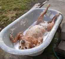 कुत्ते का स्नान, मौलिक स्वच्छता की आदत