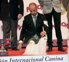 बिचॉन माल्टीज़ "सिनेकेट्टा इयान सोमरहेल्डर" 88 वें अंतर्राष्ट्रीय स्प्रिंग प्रदर्शनी का…