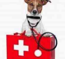 कुत्ते की प्राथमिक चिकित्सा किट: इसमें क्या होना चाहिए?