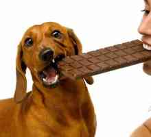 चॉकलेट: आपके कुत्ते के लिए एक जहर