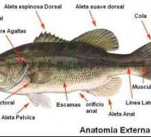 मछली का शरीर - प्राणी जलीय कशेरुकाओं