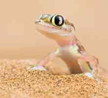Gecko एक विदेशी छिपकली है कि एक घरेलू पालतू के रूप में प्रयोग किया जाता है