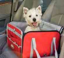 कार में कुत्ता: एक तंत्रिका कुत्ते को शांत करने के लिए युक्तियाँ