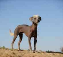 पेरूवियन कुत्ता उस देश के सबसे महान आकर्षणों में से एक है