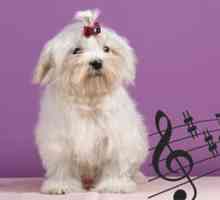 कुत्ता और संगीत