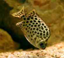 मछली scatofago - बहुत संपीड़ित शरीर की मछली