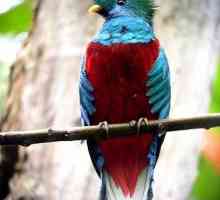 Quetzal ग्वाटेमाला का राष्ट्रीय पक्षी है