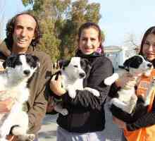 शरणार्थी कुत्तों के एक परिवार को बचाता है जिसे चार महीने तक छोड़ दिया गया था
