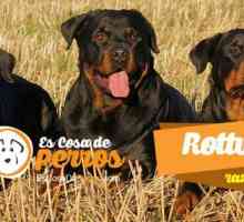 Rottweiler, बुद्धि और अपने शुद्ध राज्य में सुरक्षा की आत्मा