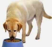 कुत्ते के पसंदीदा भोजन का रहस्य