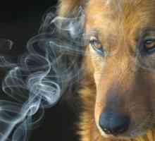 निष्क्रिय धूम्रपान पालतू जानवरों को भी नुकसान पहुंचाता है