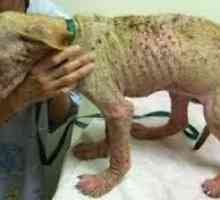 कुत्तों में त्वचा रोग: आम समस्याएं