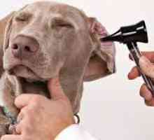 कुत्ते के कान के रोग - कारण, निदान और उपचार