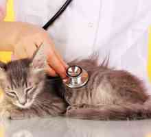 बिल्लियों में गुर्दे की बीमारियां - लक्षण और प्रकार