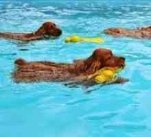 कुत्ते को तैरने के लिए सिखाओ, यह कैसे किया जाता है?