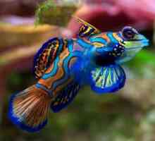 अधिक रंगीन और सुंदर मछली प्रजातियां - तस्वीरें