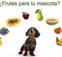 फल और सब्जियां जो आपके कुत्ते या बिल्ली खा सकते हैं