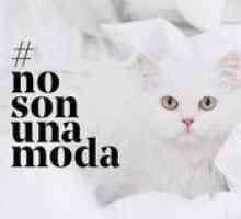 फंडासिऑन एफ़िनिटी ने जानवरों के त्याग के खिलाफ अभियान # नोसनोनमोडाडा लॉन्च किया
