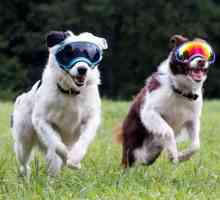 कुत्तों रेक्स चश्मा के लिए चश्मा