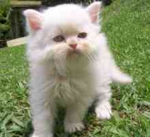 सफेद फारसी बिल्ली आँख नारंगी
