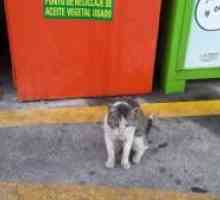 ग्रेनाडा में बिल्लियों मदद की तलाश में है