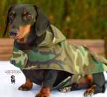 Gentledog, शैली के साथ कुत्तों के लिए कपड़े