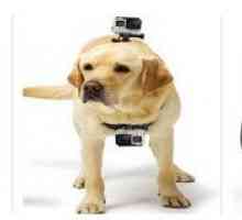 जाओ प्रो लाने, एक कैमरा जो आपके पालतू जानवरों को देखता है सब कुछ रिकॉर्ड करता है