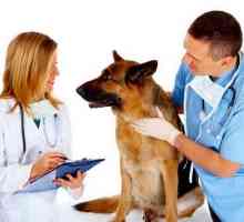 कुत्तों, लक्षणों और उपचार में दिल की कीड़े