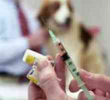 कुत्तों और पशु चिकित्सा देखभाल के लिए टीके