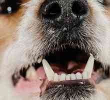 कुत्ते की हेलिटोसिस: कारण, उपचार और रोकथाम