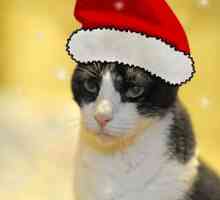 अपनी बिल्ली की तस्वीर के साथ आसानी से क्रिसमस पोस्टकार्ड बनाएं