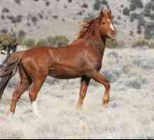 Mustang घोड़ों की दौड़ का इतिहास