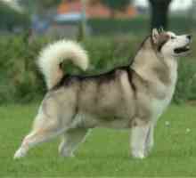 साइबेरियाई हुस्की सबसे खूबसूरत कुत्ते नस्लों में से एक है