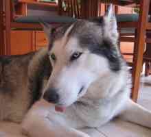 साइबेरियाई हुस्की और अलास्का मालम्यूट एक ही कुत्ते को संदर्भित करते हैं?