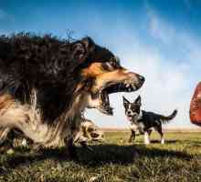 विशाल और मजाकिया कुत्तों की छवियां