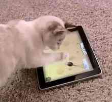 आईपैड पर बिल्लियों के लिए खेल: कीड़े, माउस और लेजर सूचक