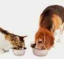 कुत्ते और बिल्ली की भोजन: प्लेट के सामने छह मतभेद