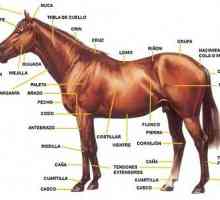 घोड़े की शारीरिक रचना
